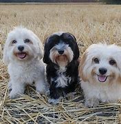 Image result for Havanese Fully Grown