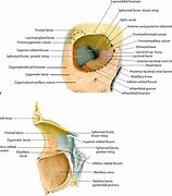 Image result for Orbital Rim Bones