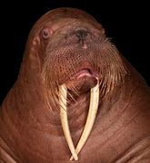 Image result for Fattest Walrus