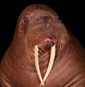 Image result for Walrus Songs