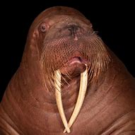 Image result for Albino Walrus