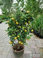 Image result for Citrus Tree Pupae