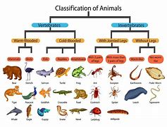 Image result for Every Kind of Animal