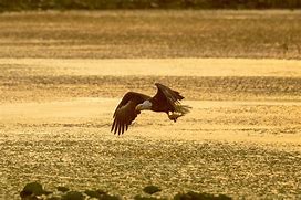 Image result for Bald Eagle Bird Flying