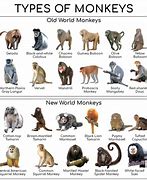 Image result for Big Know World Monkeys