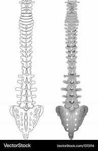 Image result for Drawing of Spine