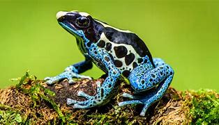 Image result for Poisonous Pink Frog