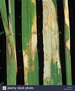 Image result for Rhizoctonia Solani