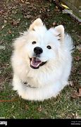 Image result for Small Samoyed