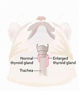 Image result for Cat Thyroid Tumor