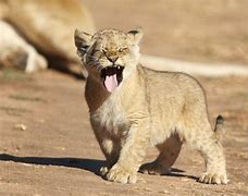 Image result for Lion Cub Roar