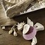 Image result for Seashell Crafts Ideas