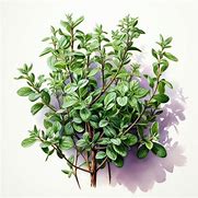 Image result for Orangelo Thyme Free Image