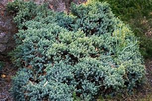 Image result for Evergreen Bush