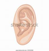 Image result for Ear Front View