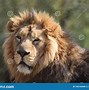 Image result for Alpha Male Lion