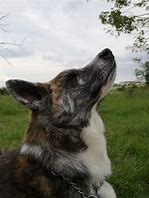 Image result for Brindle Akita