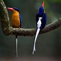 Image result for Paradise Kingfisher