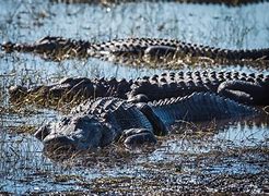 Image result for Alligator Evolution