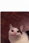 Image result for Cat Smiling Meme Silly