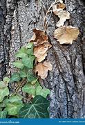 Image result for ivy tree bark