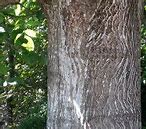 Image result for Identify Walnut Tree