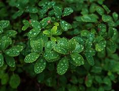 Image result for Blueberry Leaf Spot