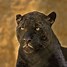 Image result for African Jaguar