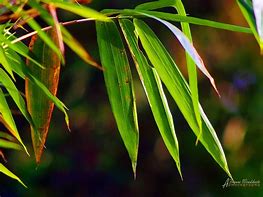 Image result for Gambar Daun Bambu