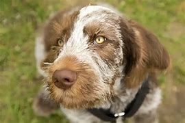 Image result for Bloodhound Australian Shepherd Mix