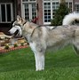 Image result for Perro Malamute