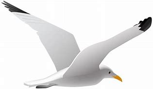 Image result for Flying Seagull Clip Art