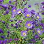 Image result for Aster Blue Wonder