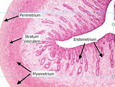 Image result for Uteres Histology