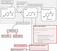 Image result for MOA of Paracetamol