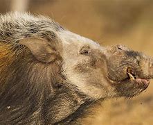 Image result for African Bushpig