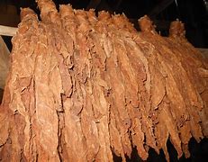 Image result for Burley Tobacco Leaf