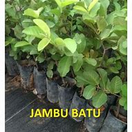 Image result for Pokok Jambu Batu