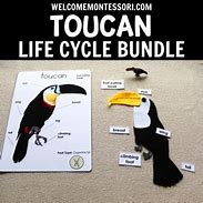 Image result for Toucan Life Cycle