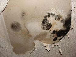 Image result for Black Mold Identification