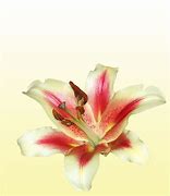 Image result for Orange Stargazer Lily