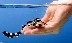 Image result for Little Pet Sharks