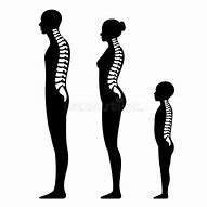 Image result for Human Spine Black and White