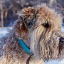 Image result for Shaggy Eared Dog