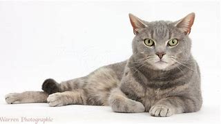 Image result for Male Tabby Cat