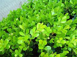 Image result for Japanese Boxwood Plant