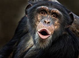 Image result for Alien Chimpanzee