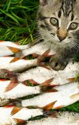 Image result for Cats Like Fish