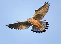 Image result for Kestrel Hovering