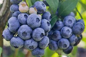 Image result for Highbush Blueberry